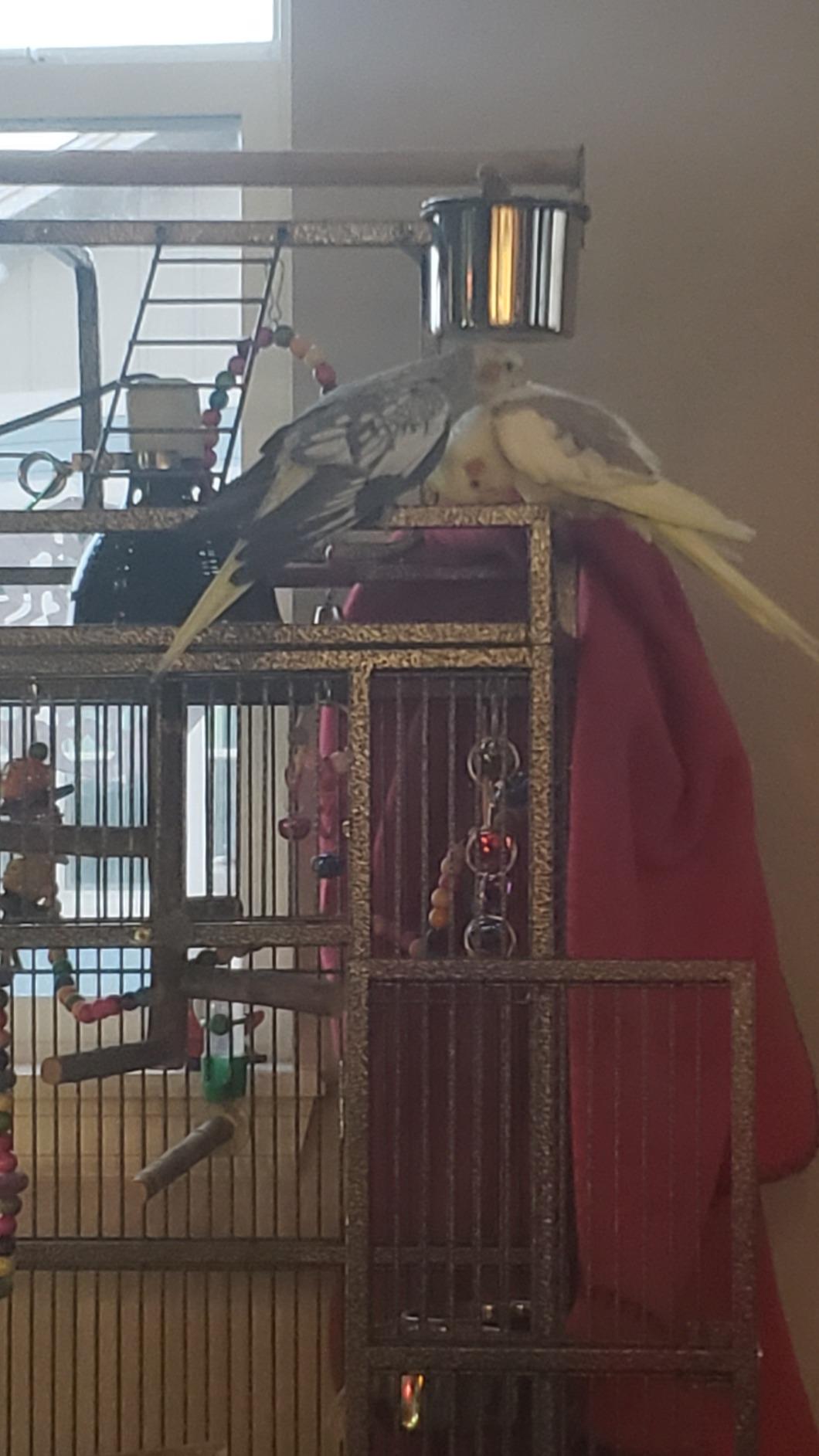 SUPER DEAL PRO 61-inch 2in1 Large Bird Cage with Rolling Stand Playtop Parrot Chinchilla Finch Cage Macaw Conure Cockatiel Cockatoo Pet House Wrought Iron Birdcage, Black customer photo 1