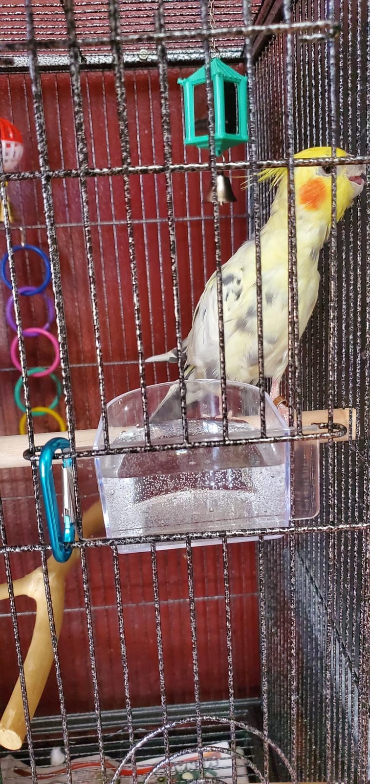 SUPER DEAL 53-Inch Rolling Bird Cage Large Wrought Iron Cage for Cockatiel Sun Conure Parakeet Finch Budgie Lovebird Canary Medium Pet House with Rolling Stand & Storage Shelf customer photo 2