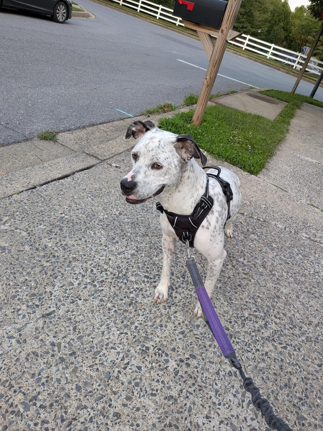 PHOEPET No-Pull Harness customer photo 1
