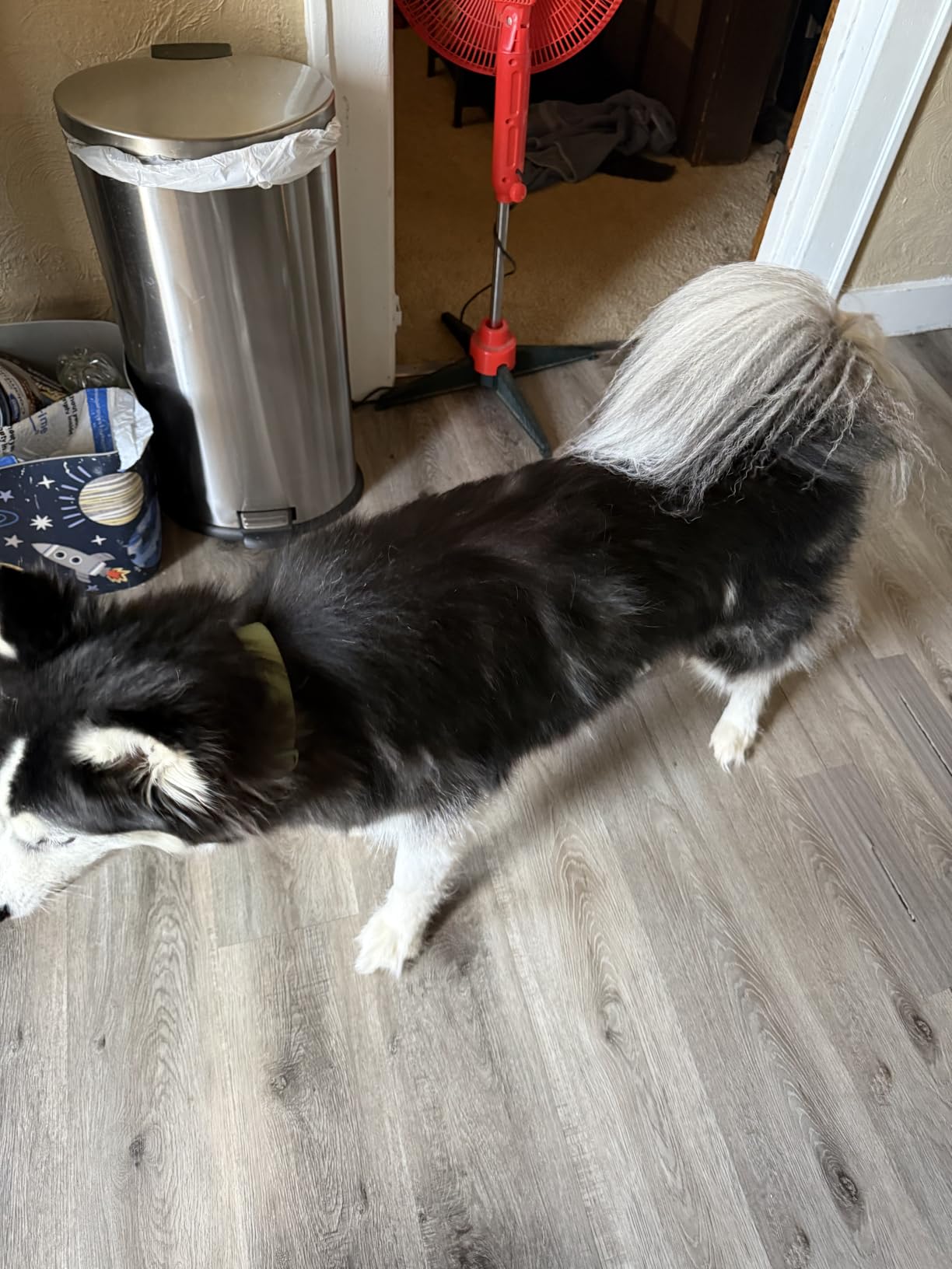 Maxpower Planet Dog Grooming Rake, Deshedding Undercoat Brush, Dogs & Cats customer photo 1