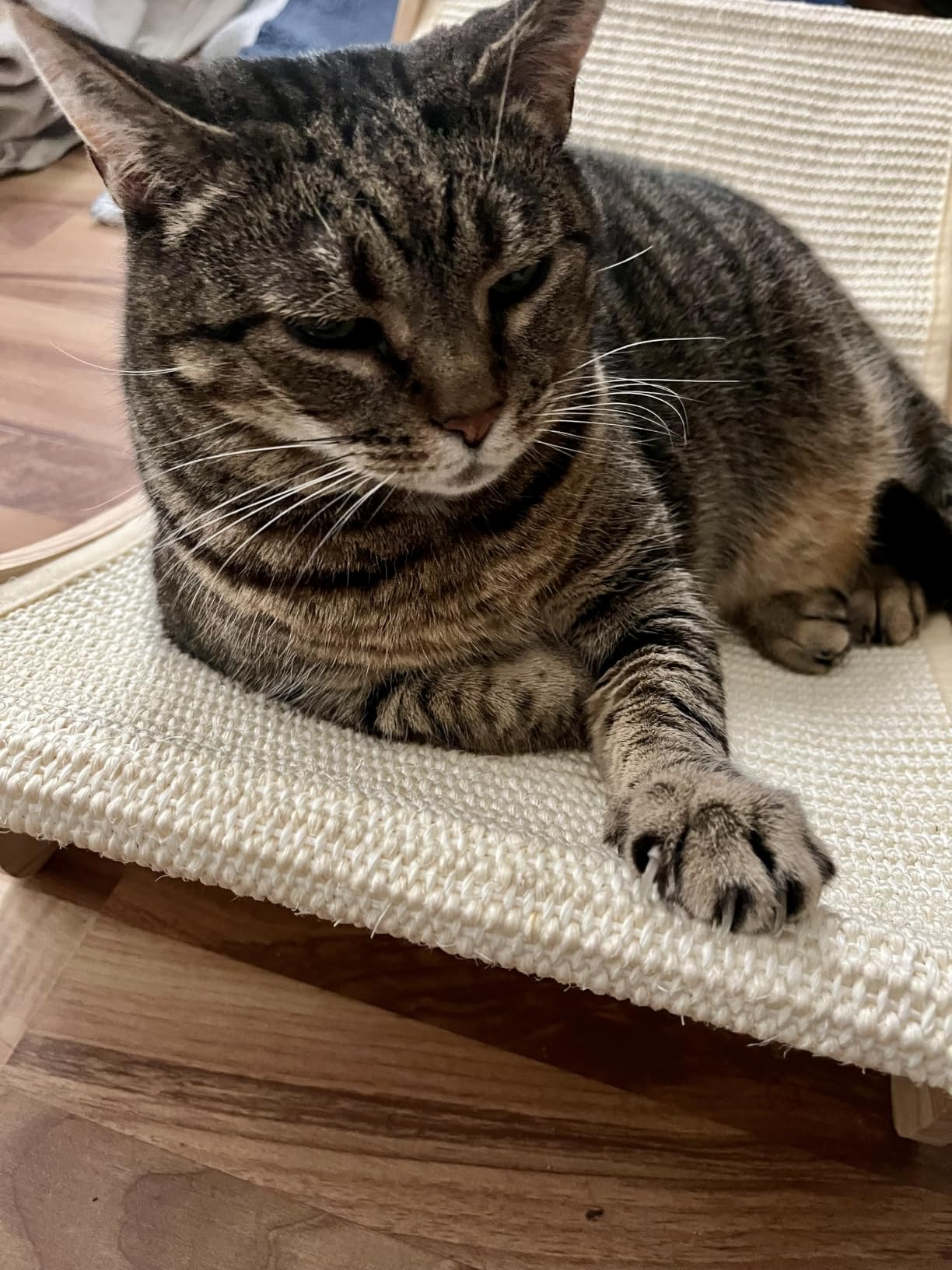 Fresh Step Clumping Litter customer photo 2