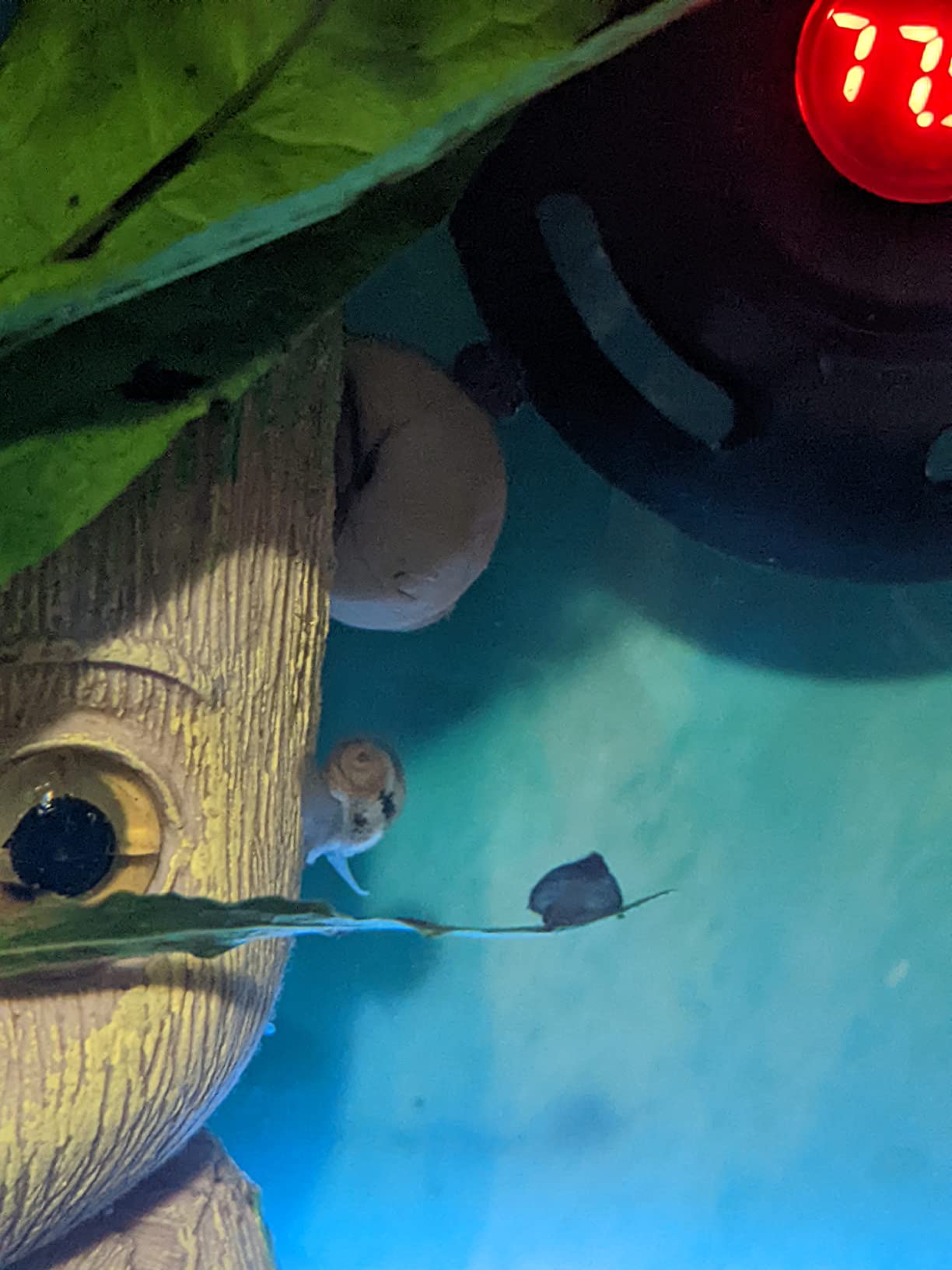 AQUANEAT Aquarium Vacuum Siphon, Fish Tank Water Changer, Gravel Cleaner, Hand Pump customer photo 1