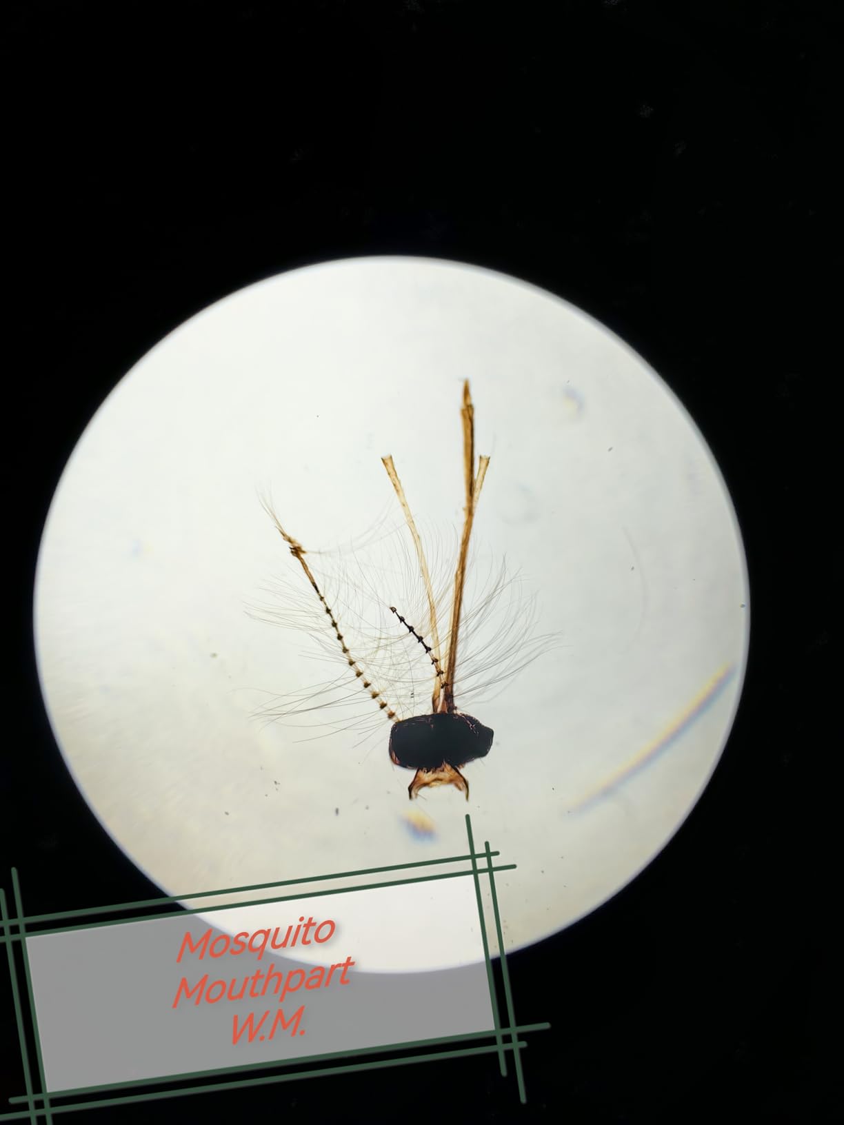 120 Microscope Slides with Specimens for Kids: Prepared Slides for Science customer photo 1
