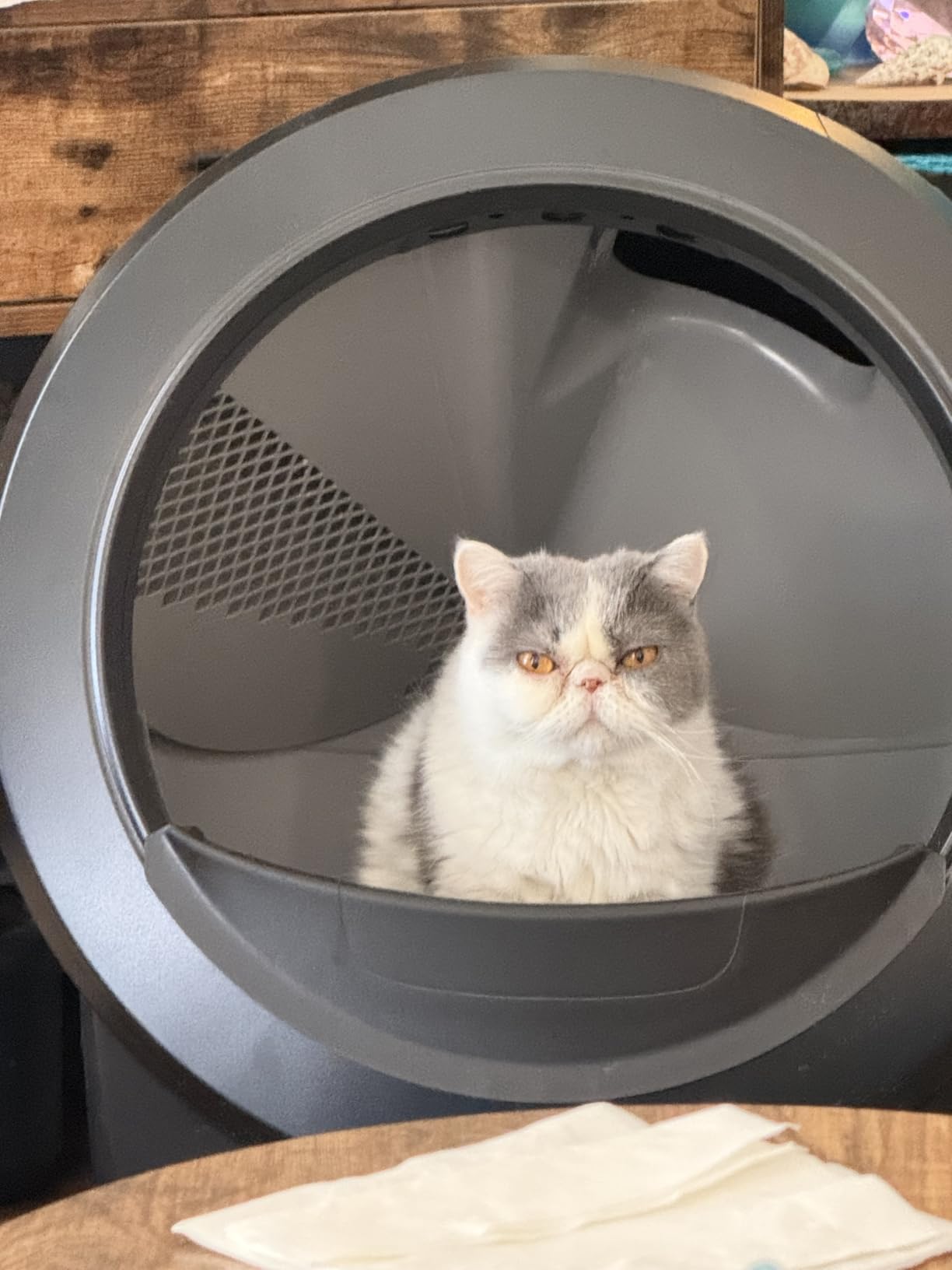 Whisker Litter-Robot 4, White - Automatic customer photo 2