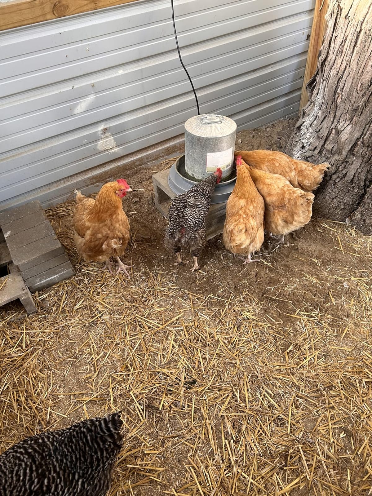 Chicken Water Heater Base for Winter, Heated Chicken Waterer 5 Gallon 125W customer photo 1