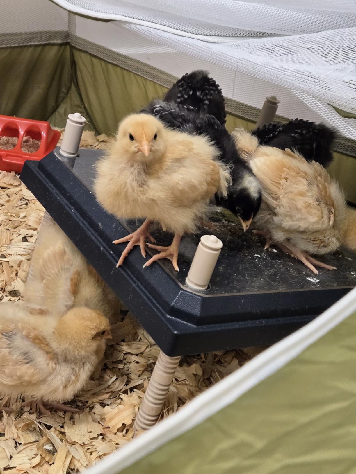 Brooder Heater for Chicks: Chick Brooder Heating Plate with Easy- Cleaning Plate Poultry Coop Heater Chicks Warmer 12