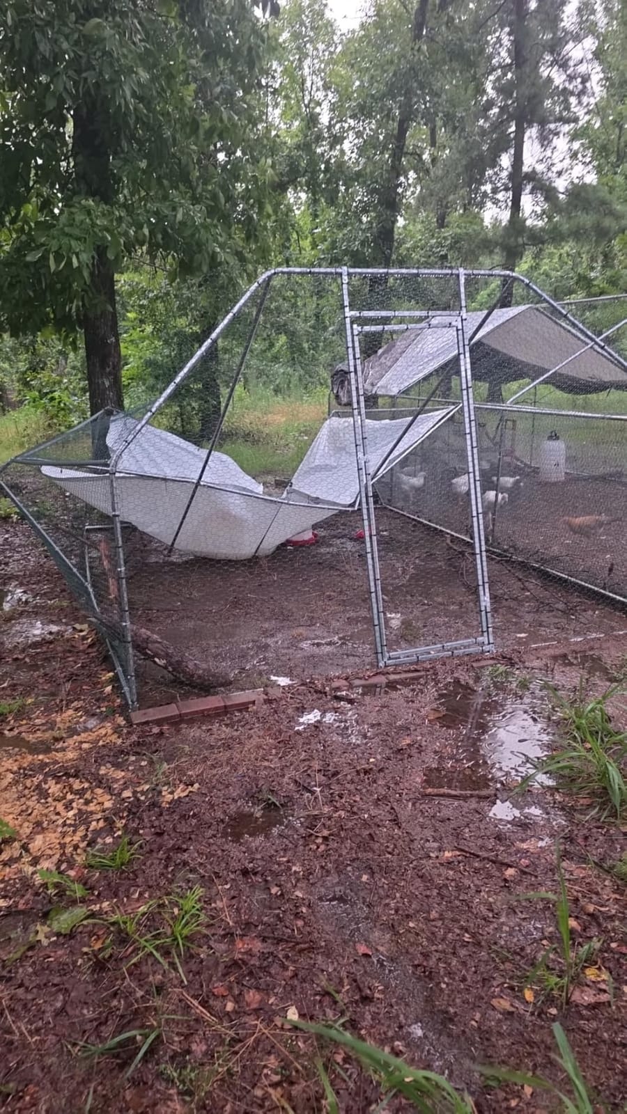 13x9.8x6.5 ft Large Metal Chicken Coop Walk-in Chicken Run with Cover customer photo 2