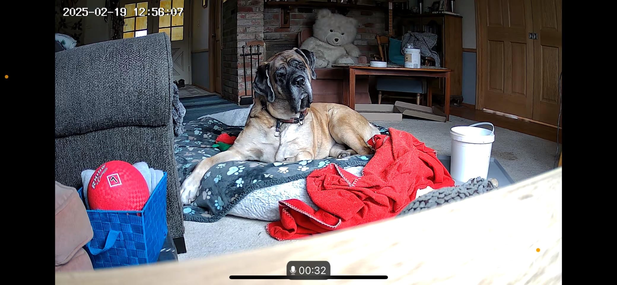 ARENTI 4MP Pet Camera P2Q, 5G WiFi 6 Indoor Security Camera, Free Phone App customer photo 2