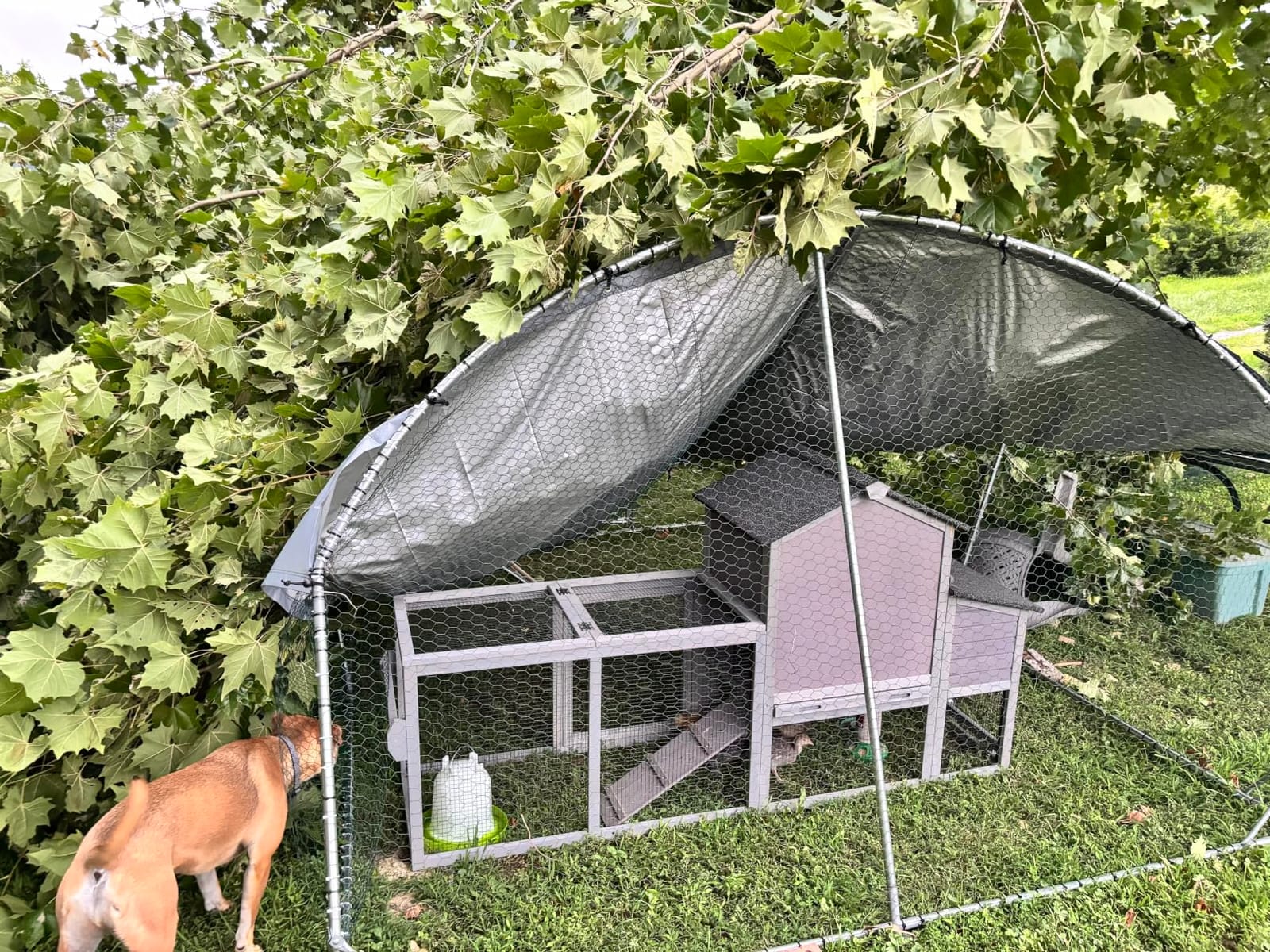 Large Metal Chicken Coop Spire Top Upgrade Tri-Supporting Wire Mesh Chicken Run,Chicken Pen with Water-Resident and Anti-UV Cover,Duck Rabbit House Outdoor (19.5'L x 10'W x 6.5'H) customer photo 2