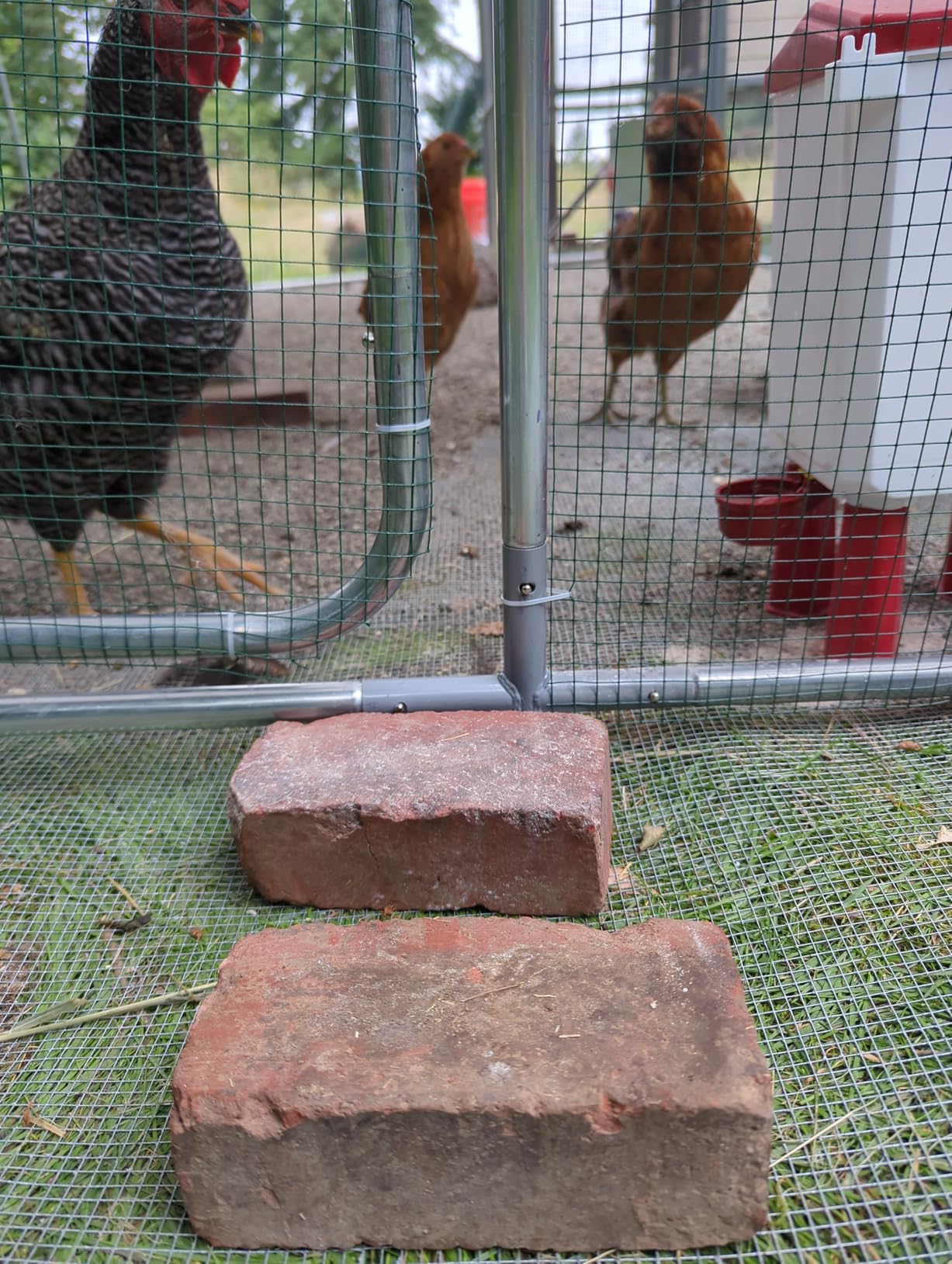 Quictent Large Metal Chicken Coop Run for 30+ Poultry w/Side Hardware Cloth customer photo 2
