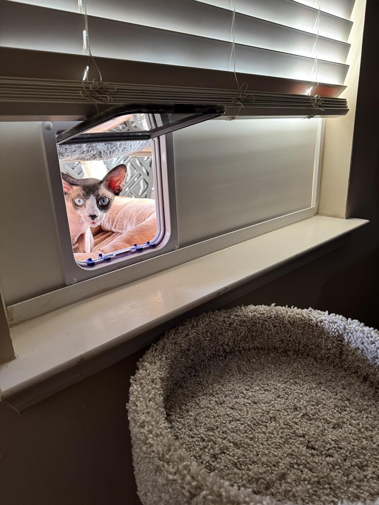 Custom Cat Door Window Insert - Plexiglass | Insulated & Weather-Sealed | Tool-Free Install for Horizontal & Vertical Windows | Microchip Lock Options | Made in USA | Small Dogs & Pets customer photo 2
