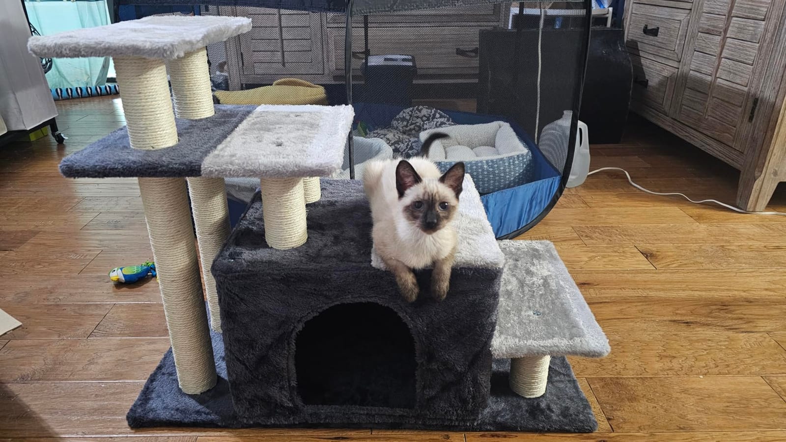 Aechonow 3-in-1 Pet Stairs for Cats, Dog Steps for Small Doggie Rabbits customer photo 1