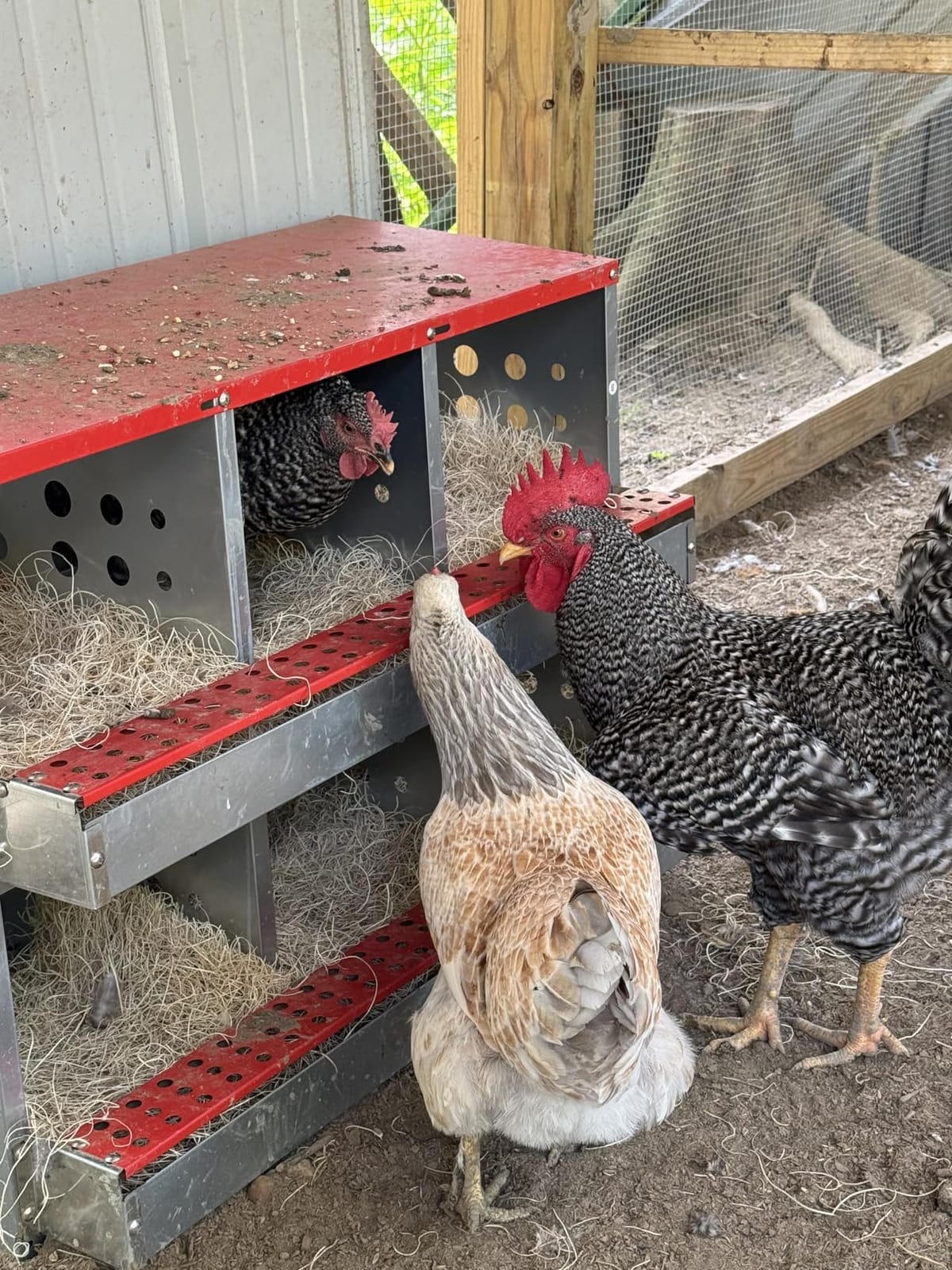 6-Compartment Roll Away Chicken Nesting Box for Hens, 32.6 Inch customer photo 2