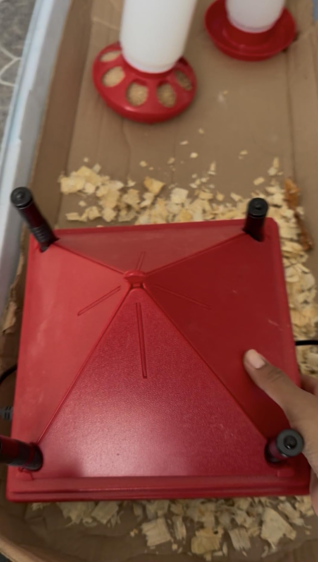 Chick Brooder Heater with Anti-Roost Cone & Constant Temp Red 10