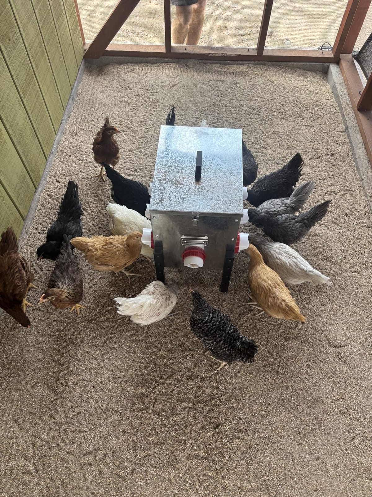 100LB Automatic Chicken Feeder with Cover – Large Capacity Metal Chicken Coop Feeder with 12 Feed Ports, Adjustable Legs Rainproof No Waste Outdoor Poultry Feeder for Hens & Free Range Flocks customer photo 2