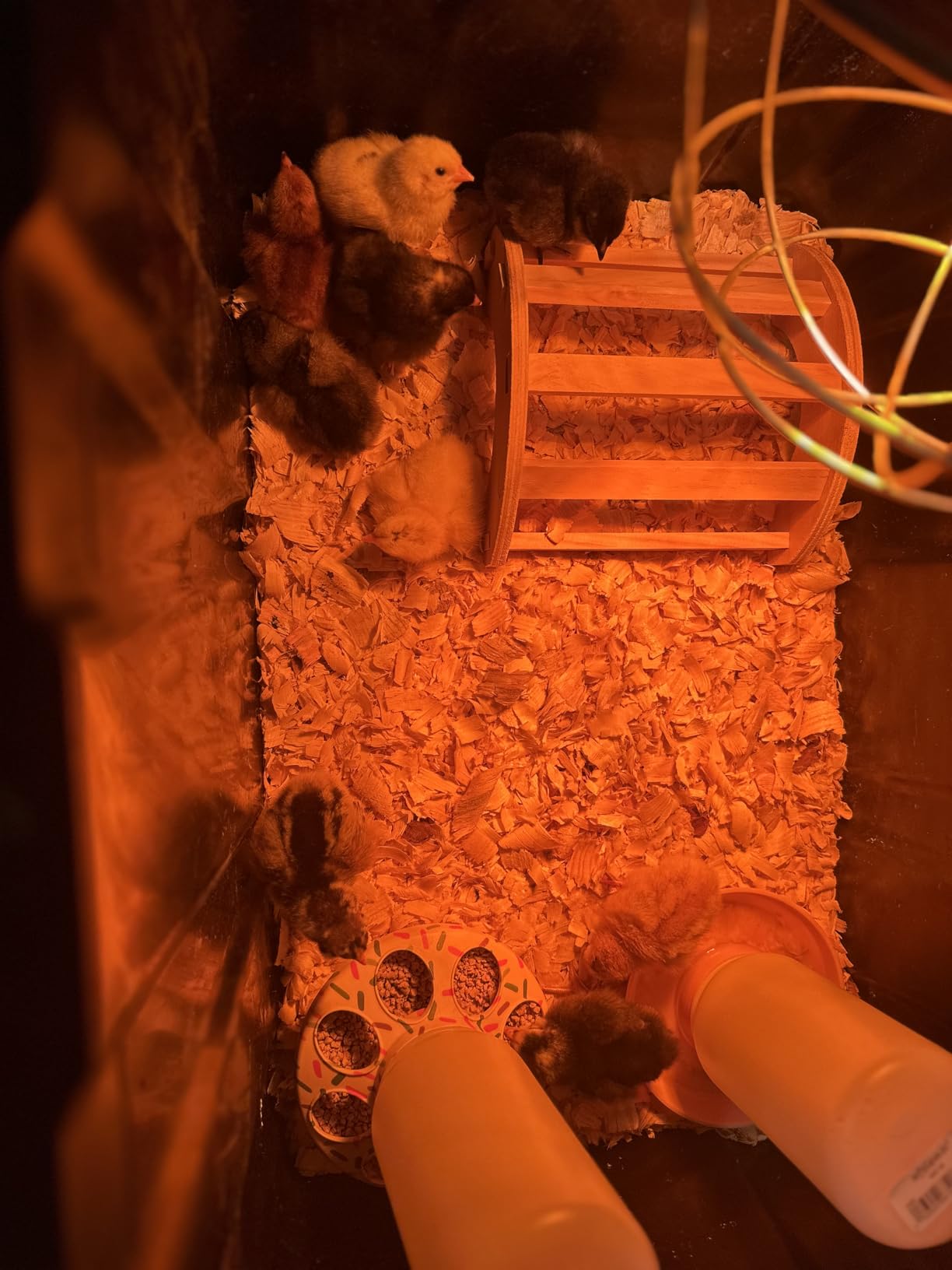 Chick Brooder Heater Plate with Digital Temperature Control, Chicken Coop Heater for Chicks & Ducklings, LED Display, Remote Control, Adjustable Angle, 86°F–167°F Heating Plate customer photo 1