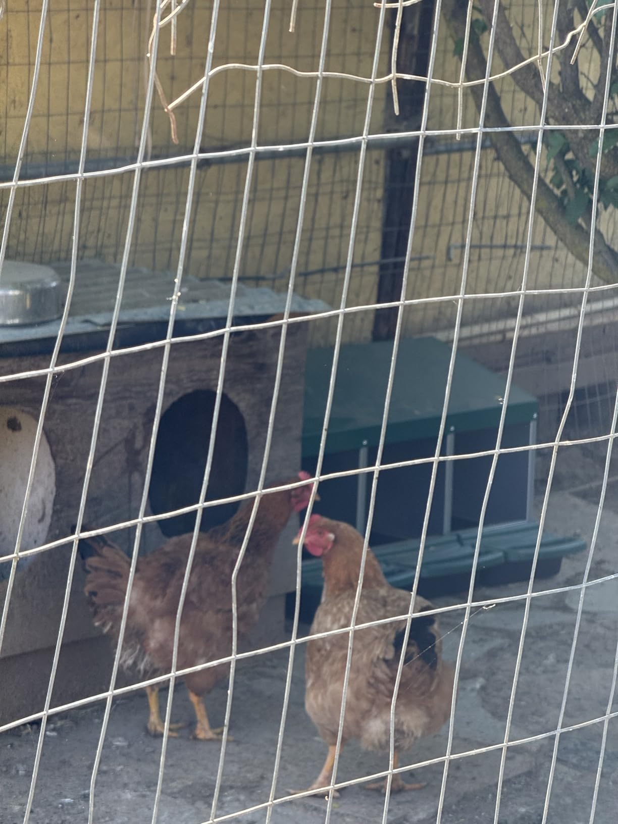 Chicken Nesting Boxes for Laying Eggs, Roll Away Nesting Boxes for Chickens customer photo 2