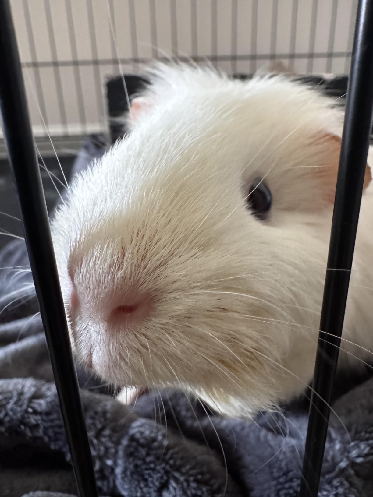 Guinea Pig Cages DIY Small Animal Playpen with Waterproof Liner, Expandable Cage for Guinea Pigs, Metal Wire Yard Fence Rabbit Cage customer photo 1