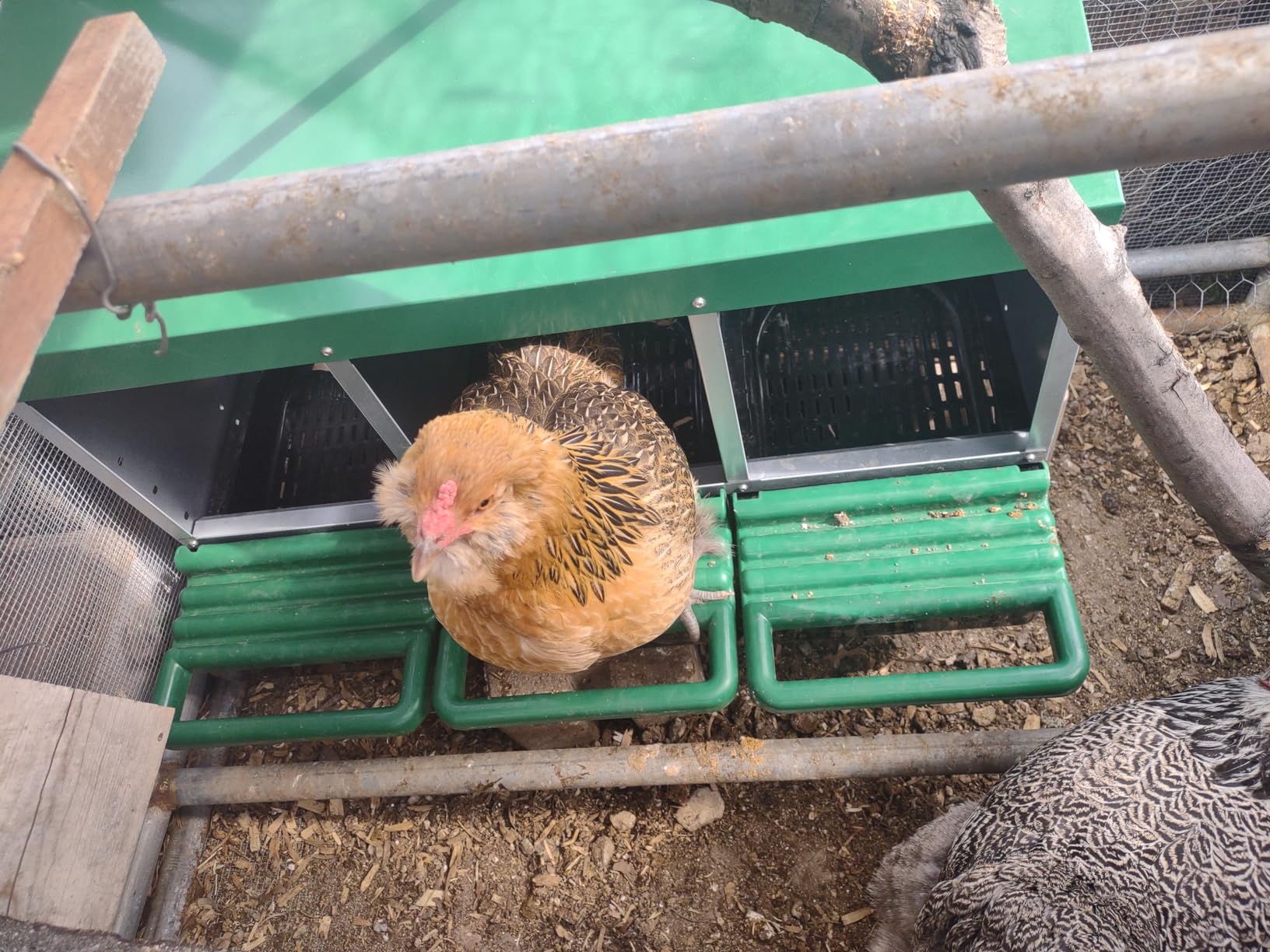 Eggluuz Chicken Nesting Box, 6 Compartments Egg Laying Nests Boxes for Hens customer photo 1