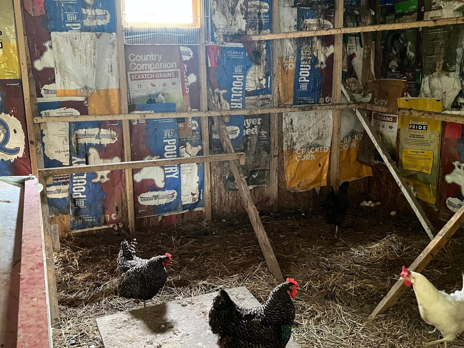 HenGear Nesting Boxes for Chickens, Roll Away Laying Boxes, Nest Box, Small customer photo 1