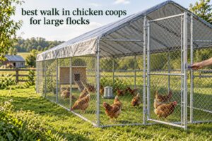 best walk in chicken coops for large flocks
