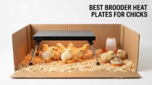 best brooder heat plates for chicks